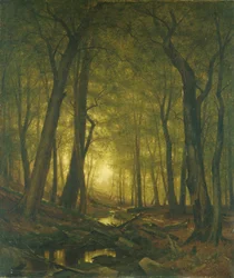 Evening in the Woods