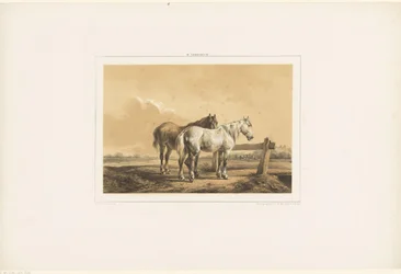 Two horses in a meadow by a fence