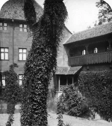Lime tree in a courtyard, Nuremberg, Bavaria, Germany