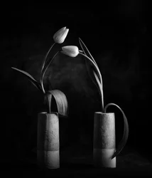 Elegant Black and White Tulips