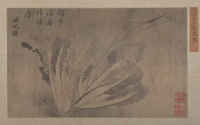 Cabbage and Insects