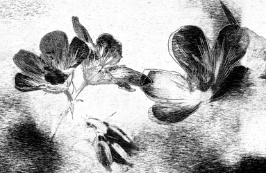 Elegant Floral Drawing