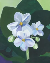 Fresh African Violets
