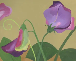 Purple Sweet Pea Blooms