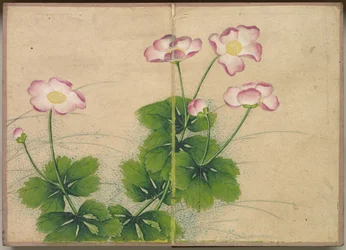Desk Album: Flower and Bird Paintings, Mallow Flowers, 18th Century