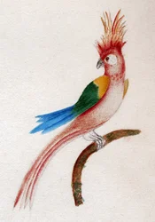 Crested Parakeet