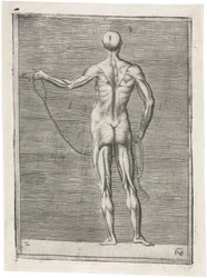 Anatomical Study of Male Musculature; Man Holding a Rope, c 1555