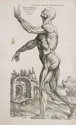 Side View of the Superficial Muscles of the Male Human Body