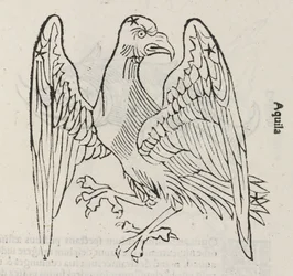 The Constellation of Aquila