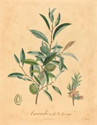 Georgian Almond Tree