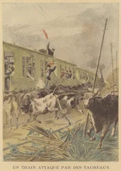 A Train Attacked by Bulls