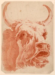 Head of a Cow