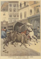 Agricultural Show of 1895. An Escaped Bull