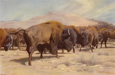 American Bison