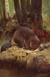 Beaver