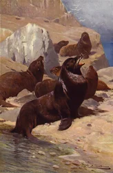 Californian Sea-Lion