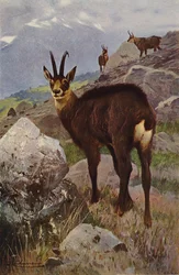Chamois