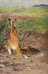 Hare