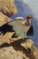 King Vulture