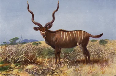 Kudu