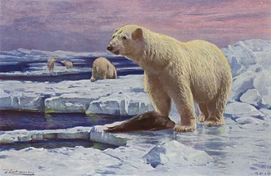 Polar Bear