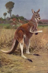 Red Kangaroo