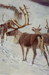 Scandinavian Reindeer
