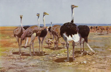 Somali Ostrich