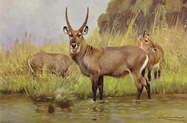 Waterbuck