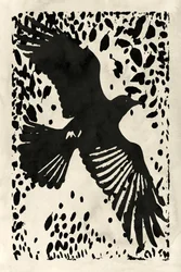 Dark Raven Soaring