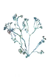 Delicate Botanical Sprig