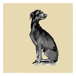 Elegant Black Dog