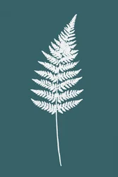 Elegant White Fern