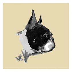 Expressive Boston Terrier Portrait