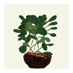 Green Potted Plant