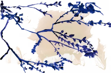Indigo Spring Branches