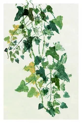 Lush Green Foliage
