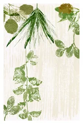 Organic Leaf Textures