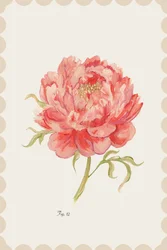 Vintage Pink Peony