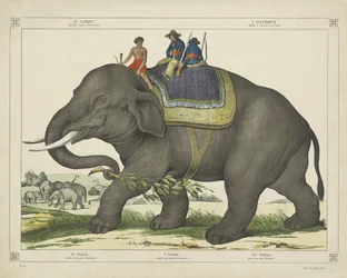 The Elephant used for Elephant Hunting