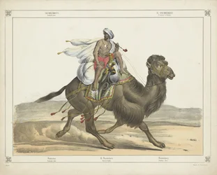 Dromedary, Arabian Post