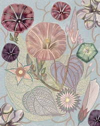 Delicate Morning Glories