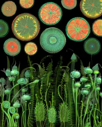 Fantasy Botanical Patterns