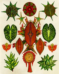 Intricate Nature Illustration