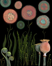 Microscopic Flower Garden