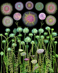 Poppy Pods and Abstract Circles
