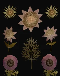Vintage Pressed Botanicals