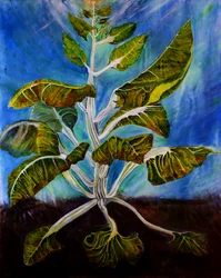Bolted Chard, 2016