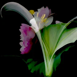 Flower Collage