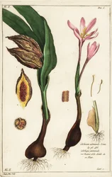 Autumn crocus, meadow saffron or naked ladies, Colchicum autumnale